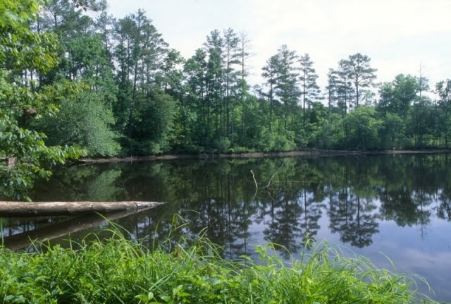 North Carolina’s Finest Hiking Spots: Uwharrie National Forest