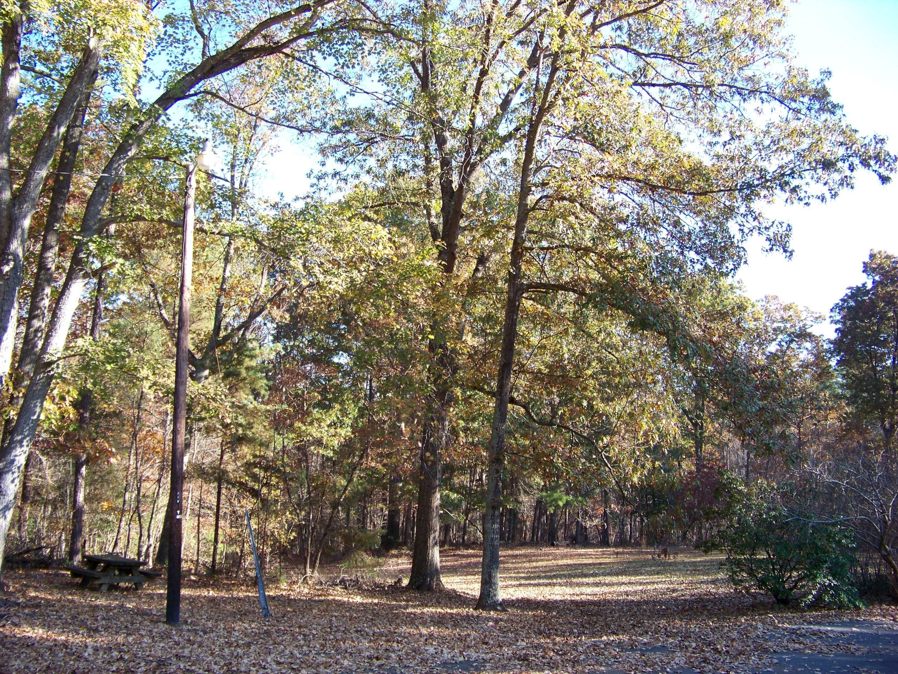Trees in Uwharrie National Forest Trees in Uwharrie National Forest