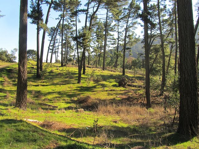 California’s Finest Hiking Spots — Redwood Regional Park