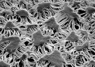 Gore-Tex under a Microscope